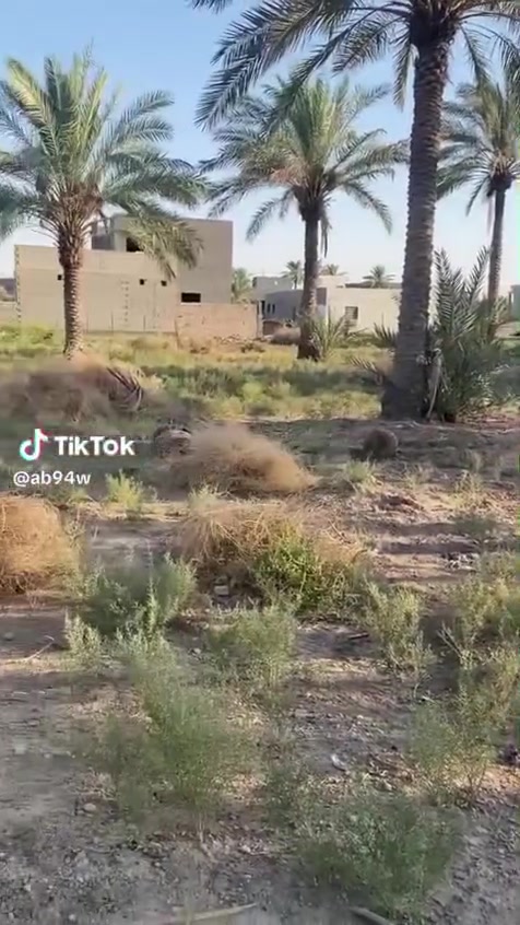 الرمادي الصوفيه • ٨٣٠م • طابو زراعي