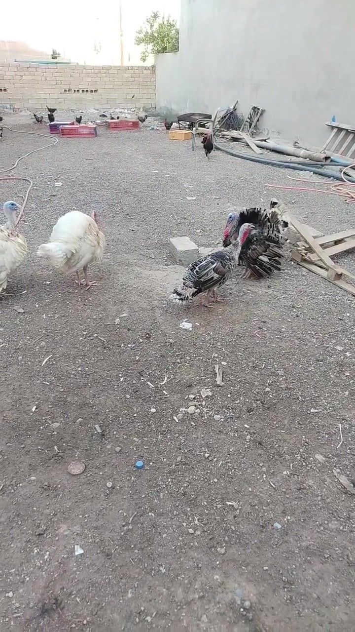 السلام عليكم يوجد فسيفس فحله ونثايه كبار خشنات للبيع ديوكه عرب العنوان القادسيه شارع المستشفى العسكري الشراي يتصل ***********
