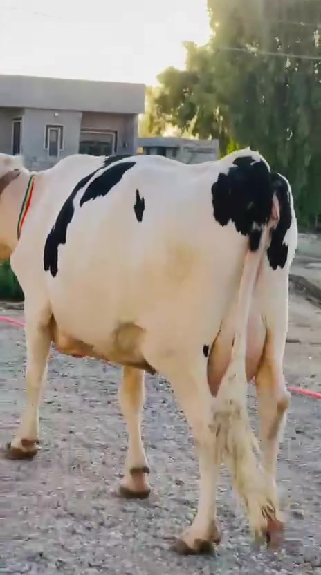 سلام عليكم رغوث على كل عيب وراها حولي عمرو سبوع شرط إذا مودسمه ترجع درجه اولى رقم واحد بكره خط اول خشانه فول ضالمهه التصوير ماحينه شرط الجناي يسمع حسي المكان الشرقاط قريه شكراً ***********
