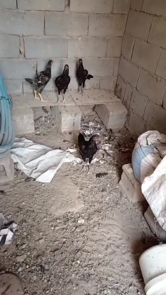 متاح دجاج عرب سعر زوج ٢٢الف ذي قار الفجر ***********
