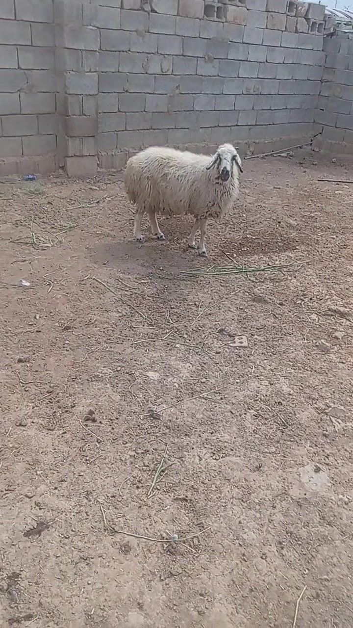 نعجة • دجيل صلاح الدين • مدخل ناعور