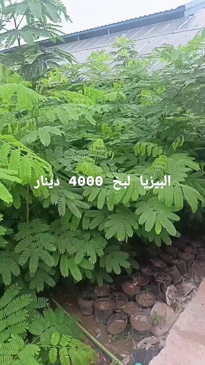 مشتل الوان الربيع • بيزيا ١٫٥-٣م • أسعار جملة