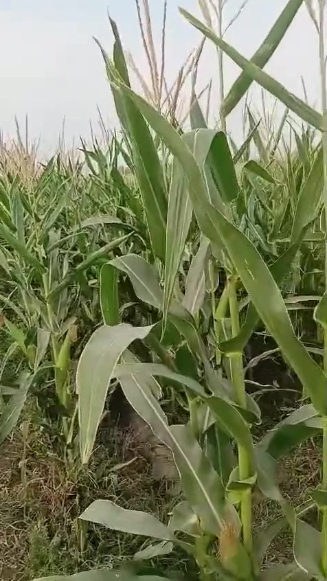 بابل جبله • جسر الخيرات • ٧ دونم