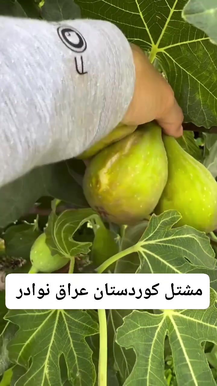 تين لونج دي اوت • مقاومة حرارة • شتل ٥٠سم-١م