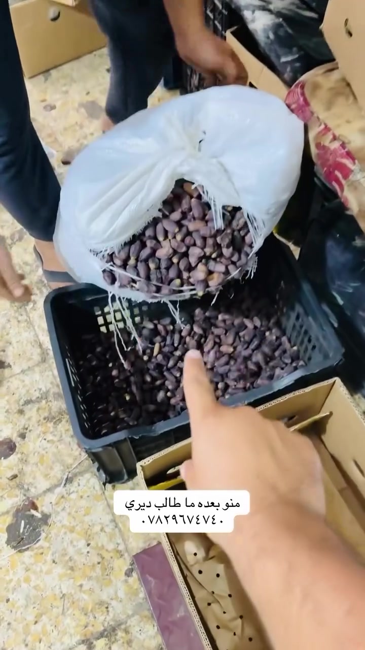تمور السماوة • اسود راقي • علاجي