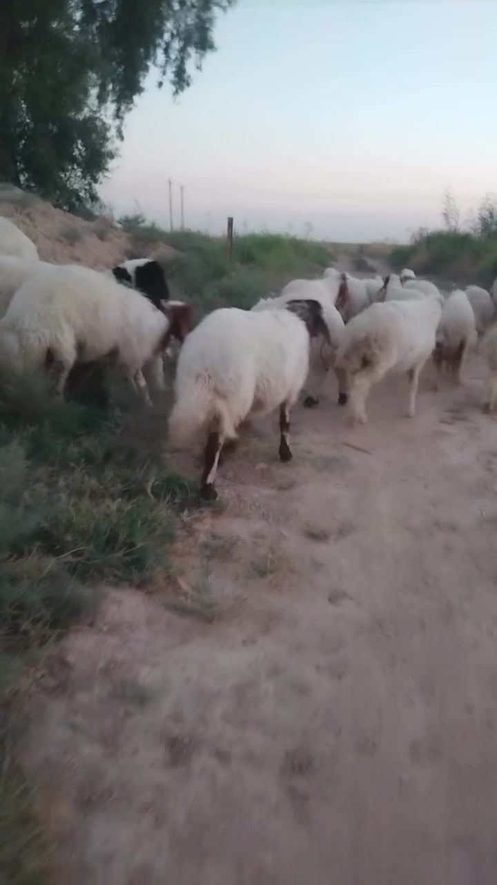 سلام عليكم طليان البيع مكانهن ديالي كنعان *********** بي واتساب سعر زوج 750وبيهن مجال عدد 22 بيهن فطايم 6
