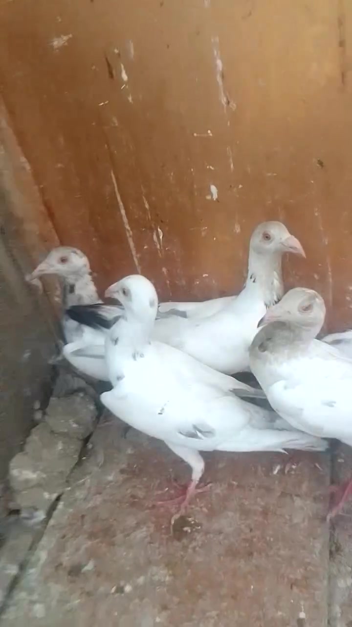 حمام زواجل • ٧ طيور • براس الغربي