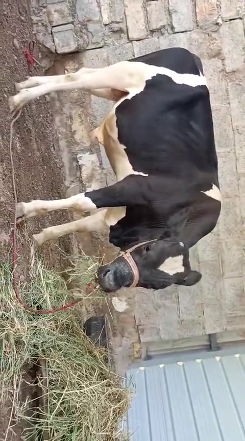 سلام عليكم هاذه العجل البيع العنوان بغداد قرب جسر المثنى الاتصال على هاذه الرقم ***********
