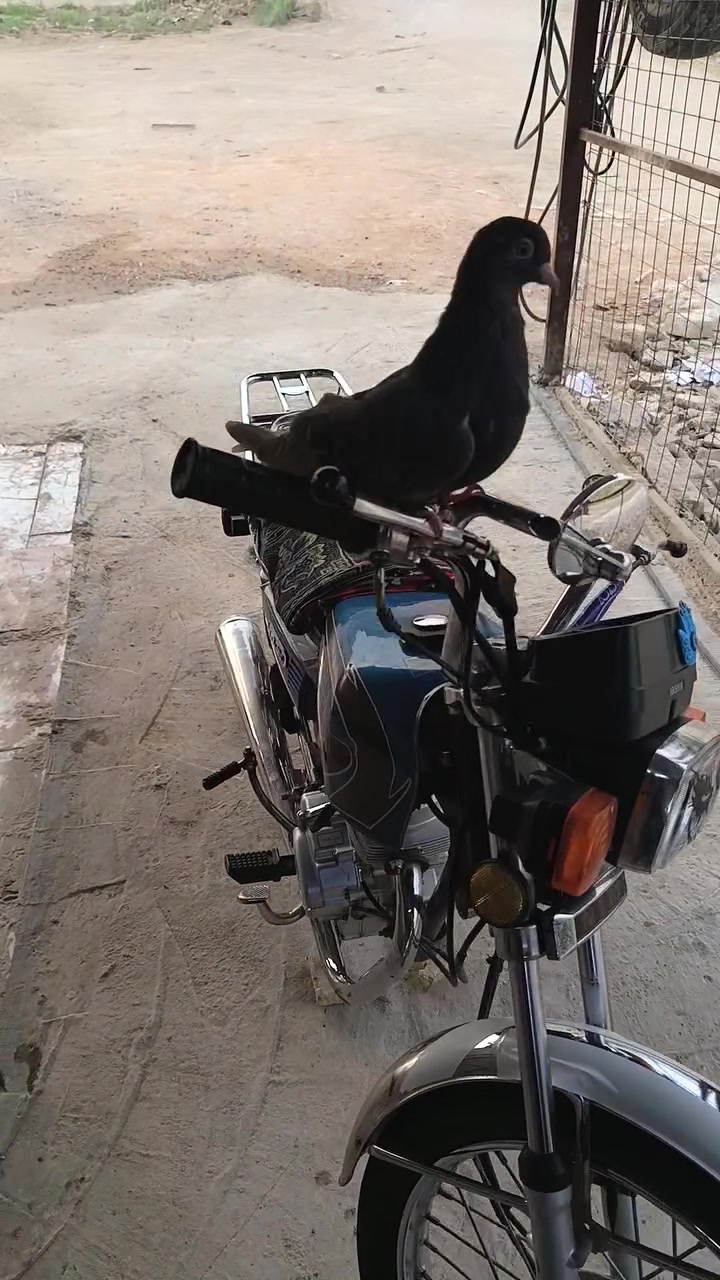 اربعه كير • نامه • موديل 20