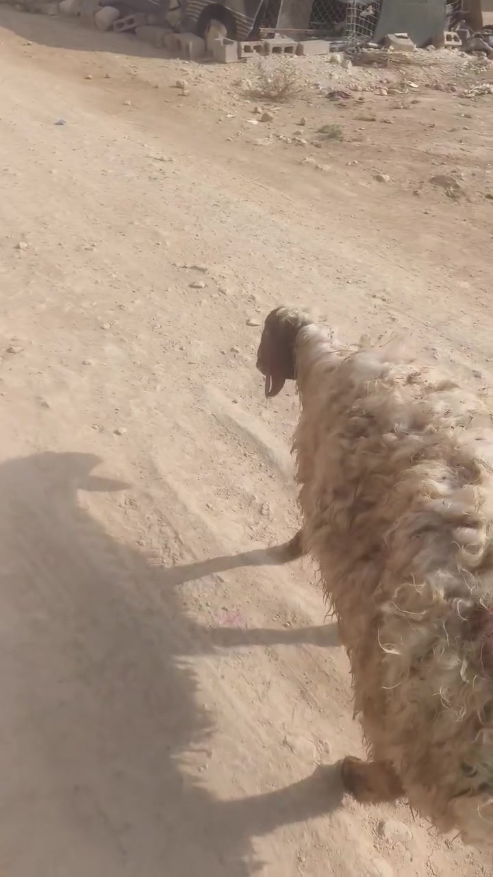 نعجة • أكلها ضعيف • حي العسكري