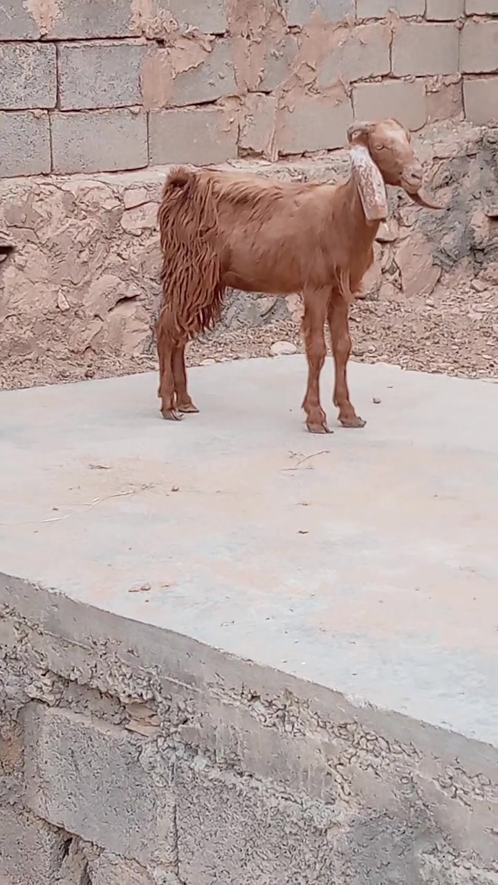 مكلف بالنشر • الكرابله • واتساب