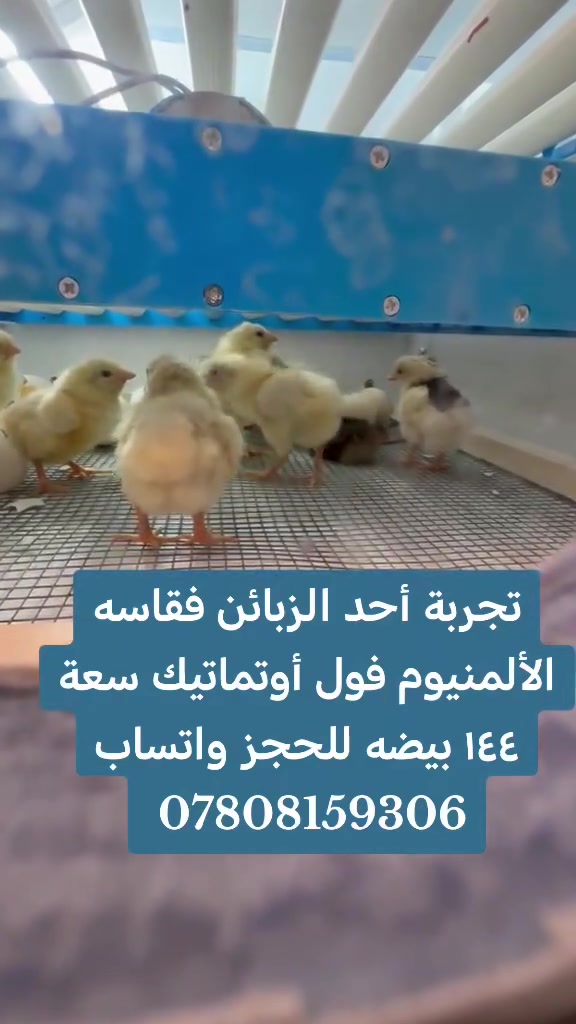 مفاقس محمد الدليمي
هيكل الفقاسه المنيوم عازل سنويش بنل تركي أصلي فقاسه فول اوتوماتيك حراره و رطوبه و تقليب واحتباس فول اوتوماتيك  (  متحكم ZL) مع ضمان التفقيس سعة ٥٠٠ بيضه سعرها ٥٠٠ مع التوصيل للحجز واتساب *********** يتوفر توصيل جميع محافظات العراق

نص مكتوب في الصور:
- مراوح توزيع الحرارة وتحسين التهوية هيكل ألمنيوم عازل سنويش بنل تركي أصلي تحكم بدرجة الحرارة والرطوبة تقليب أوتوماتيك كامل حساسات دقيقة للحرارة والرطوبة سعة 500 بيضة باب محكم العزل يضمن ثبات الحرارة والرطوبة تصميم داخلي مريح وسهل الاستخدام هيكل الفقلصه المنيوم عازل سنويش بنل تركي أصلي فقاسه فول اوتوماتيك حراره و رطوبه و تقليب واححباس مع ضمان التفقيس سعة 500 بيضه سعرها 500 مع التوصيل