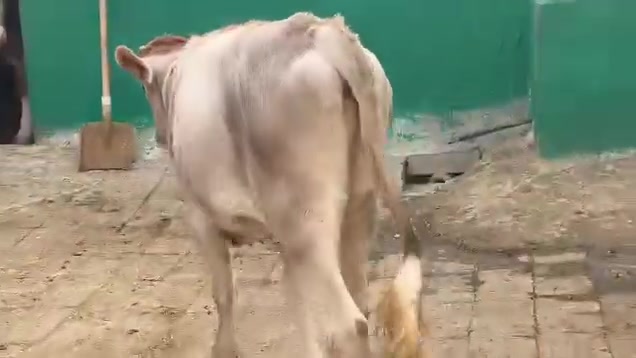 للبيع • نموذج • بشرط