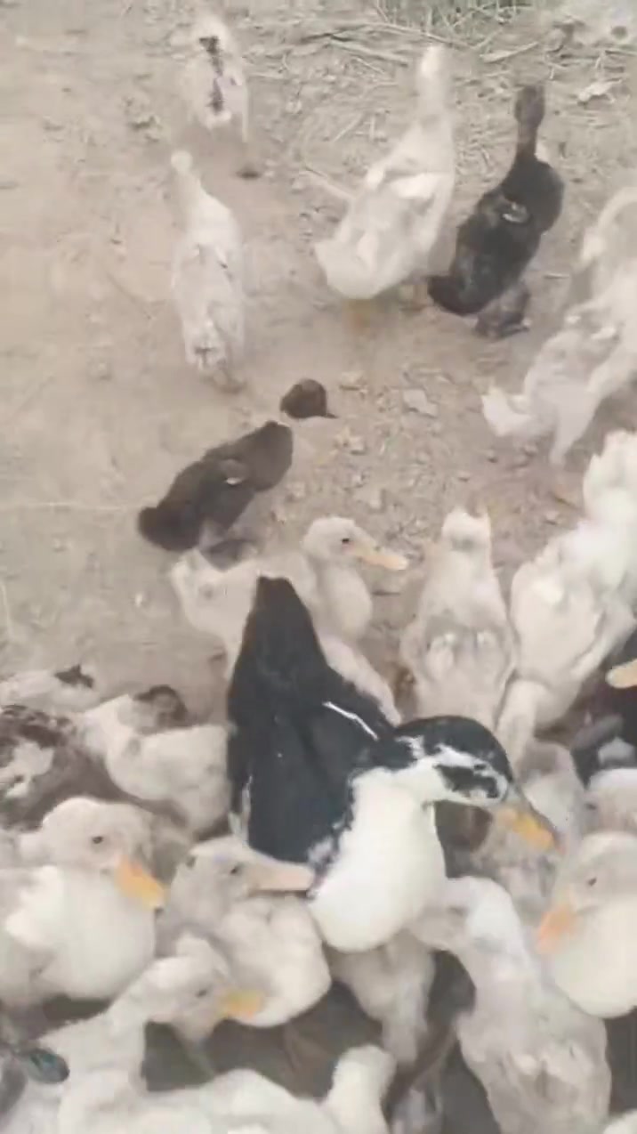 بكيني • بصره بني منصور • ٣ب١٢،٣ب١٠
