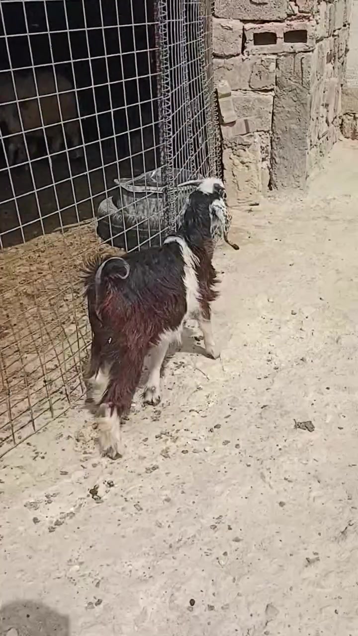 جدي • شرط النصاح • حديثه الحقلانيه