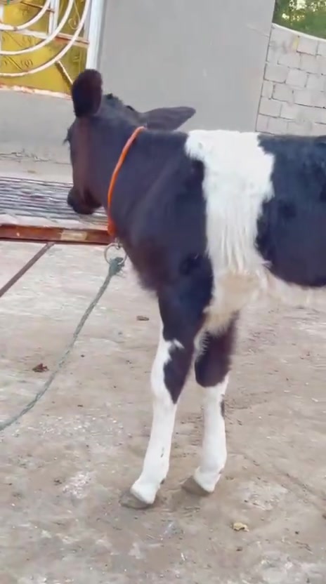 دابه زراعيه • مكفوله • بابل الشوملي