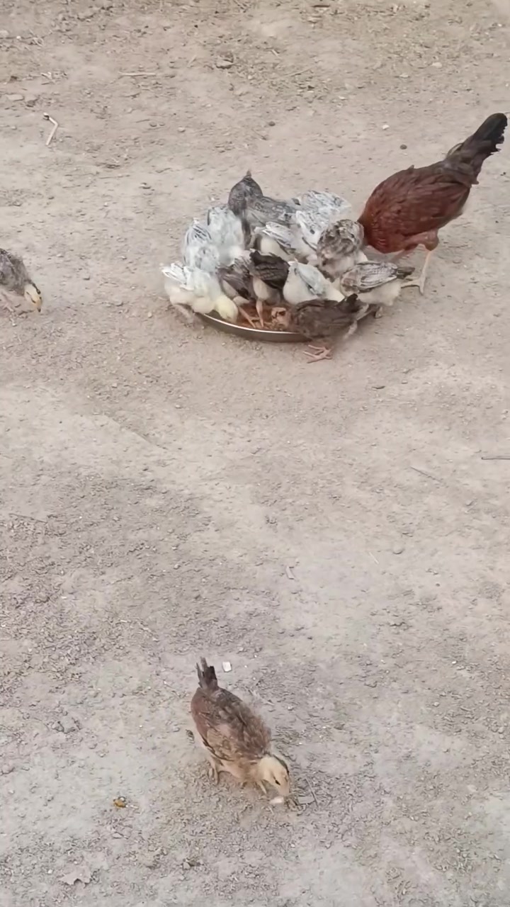 دجاج كويتي دندراوي • صحي • بصره المدينه