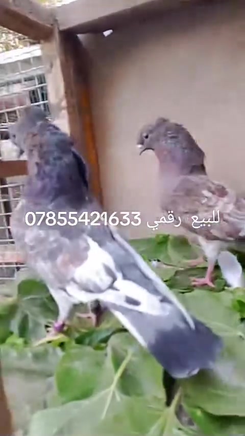 سلام عايكم متاح الزوج ب20وبيهن مجال عنوان تاجي المشاهدة رقمي ***********
