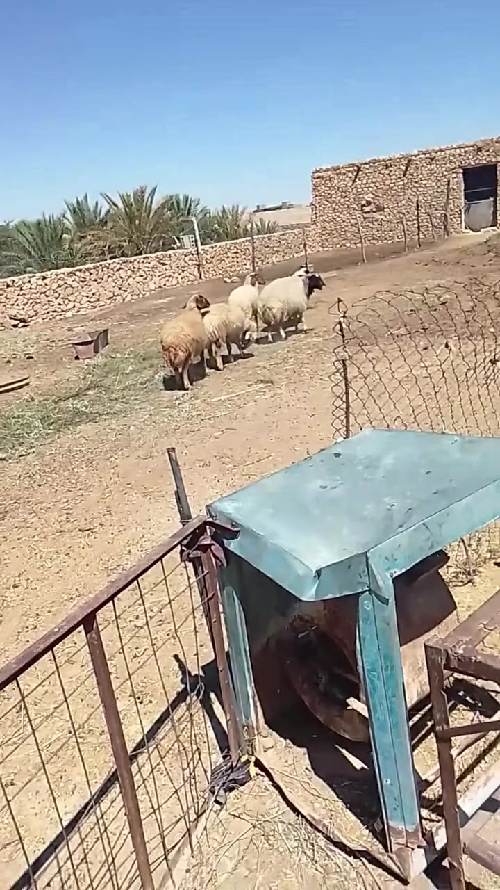 متاح خمس ثنايه محاطيط للبيع رقم واحد خشانه وحال وسمن وحطاط ***********

