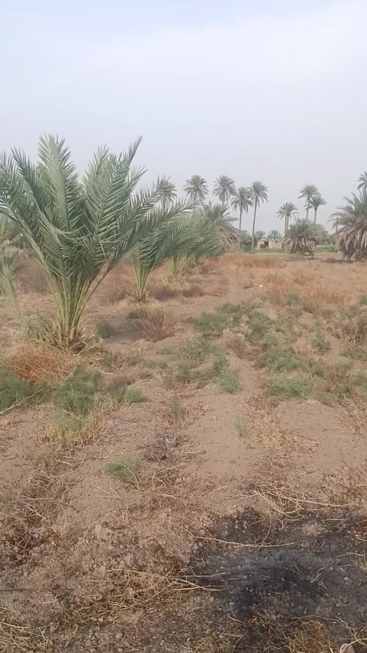 حله عوفي • دونم ونص • سند ٢٥