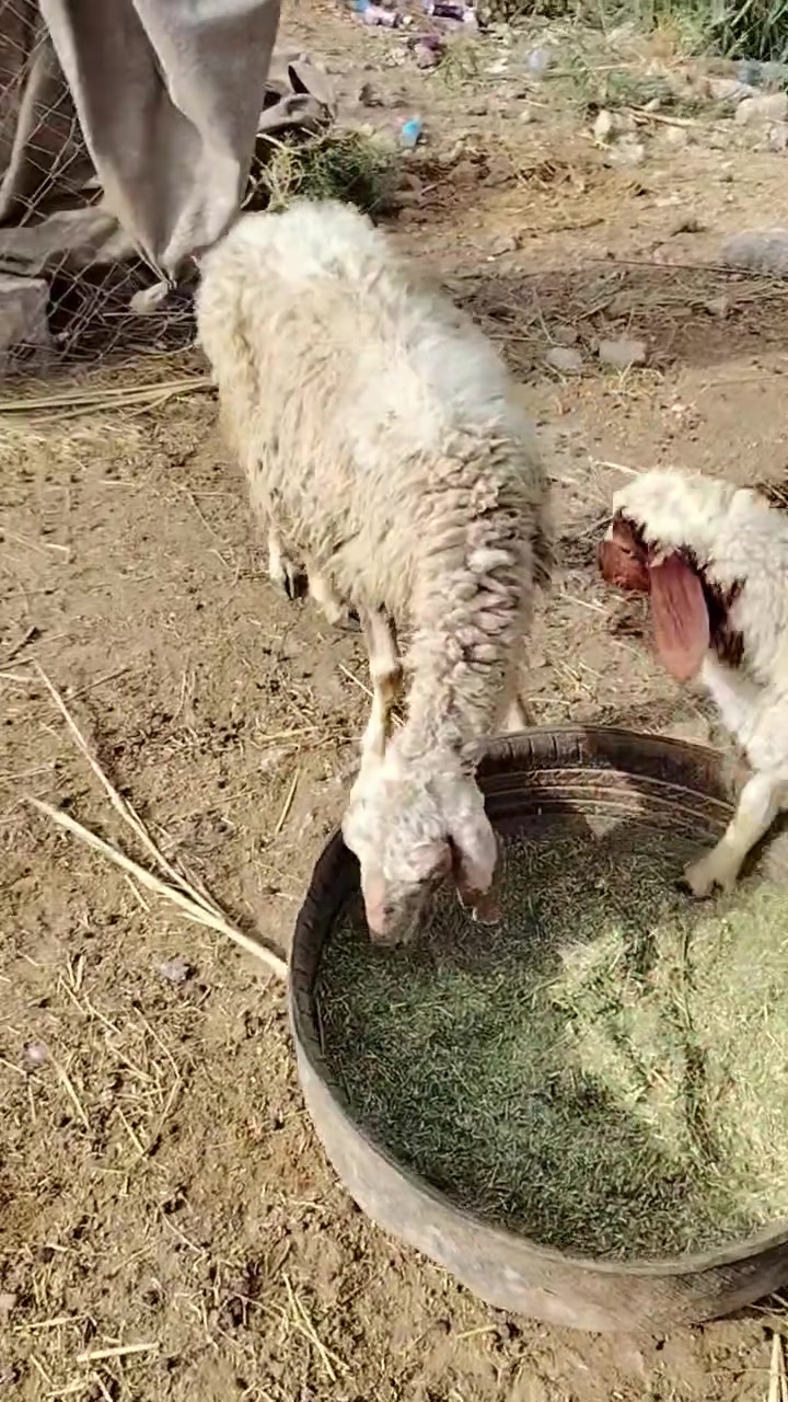 كربلاء • مكان • للبيع