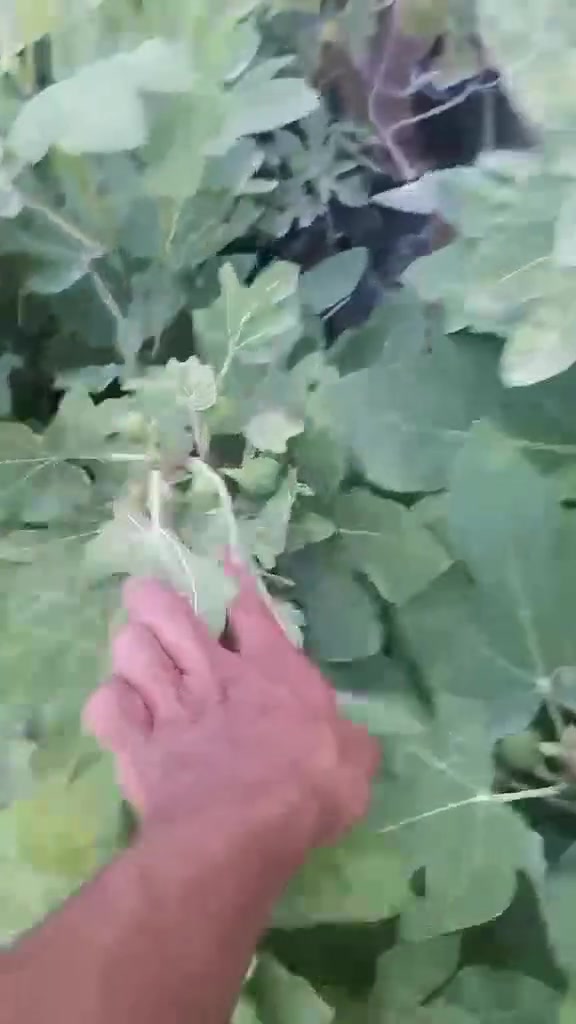 ان شاء الله راح نوفر لكم التين الإسباني الاصفر والاسود من محافظة ديالى
