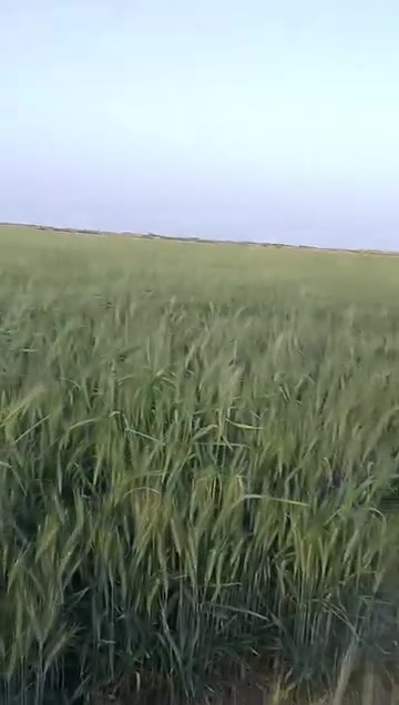 ١٧٥دونم • عقد قانون ٣٥ • ماء كهرباء