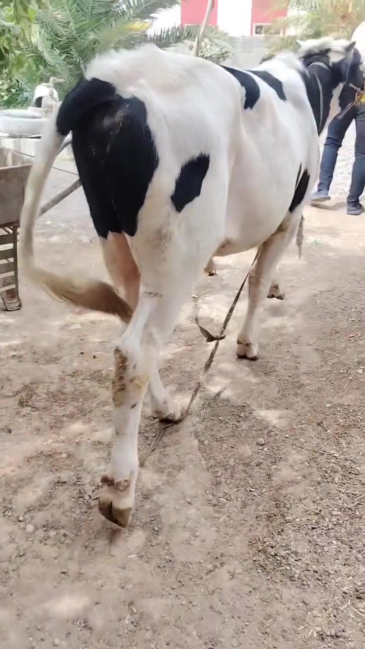 حولي • جنس درجة أولى • اسديرة سفلى
