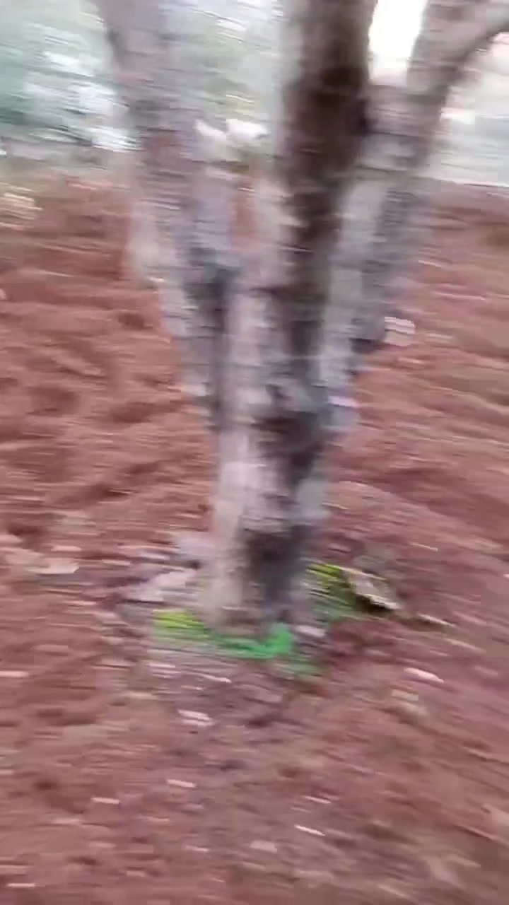 جذء من شغلي
كاروبه حدائق متواجد 24ساعه التواصل ***********
