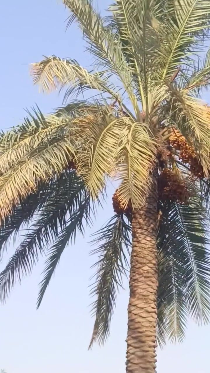 بستان تمر خستاوي وزهدي لضمان بيهن 70 تقريبن ***********

