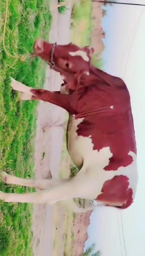 ***********      واتساب
اباجير 3جوه صدر الفحل وحده جمه بيهن من امهات حلابات بخت الجناي مكاني بابل
