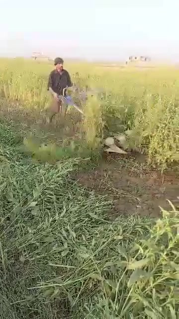 حاصوده • جت • برسيم