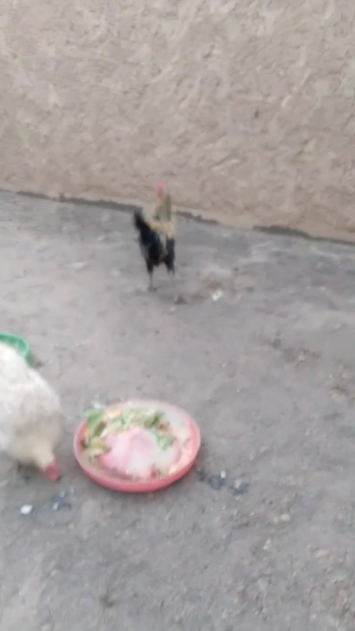 ديك ودجاجه • ٢٠