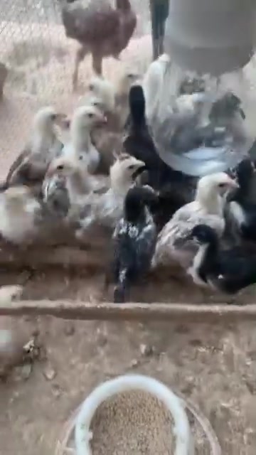 متاح افراخ عرب العمر ٣ اسابيع
***********
*********** العدد ٥٥
