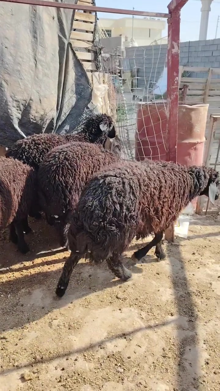 السلام عليكم
متاح 4 دجات غر سود حلوات شتريدهن يرهمن جنيه وكصابه شرط النصاح

السعر 630
خاص او الاتصال ***********
مكانه الانبار حديثه حي المعلمين

