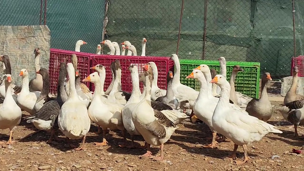 ٦٨ إوز • نظيف • عەربەت