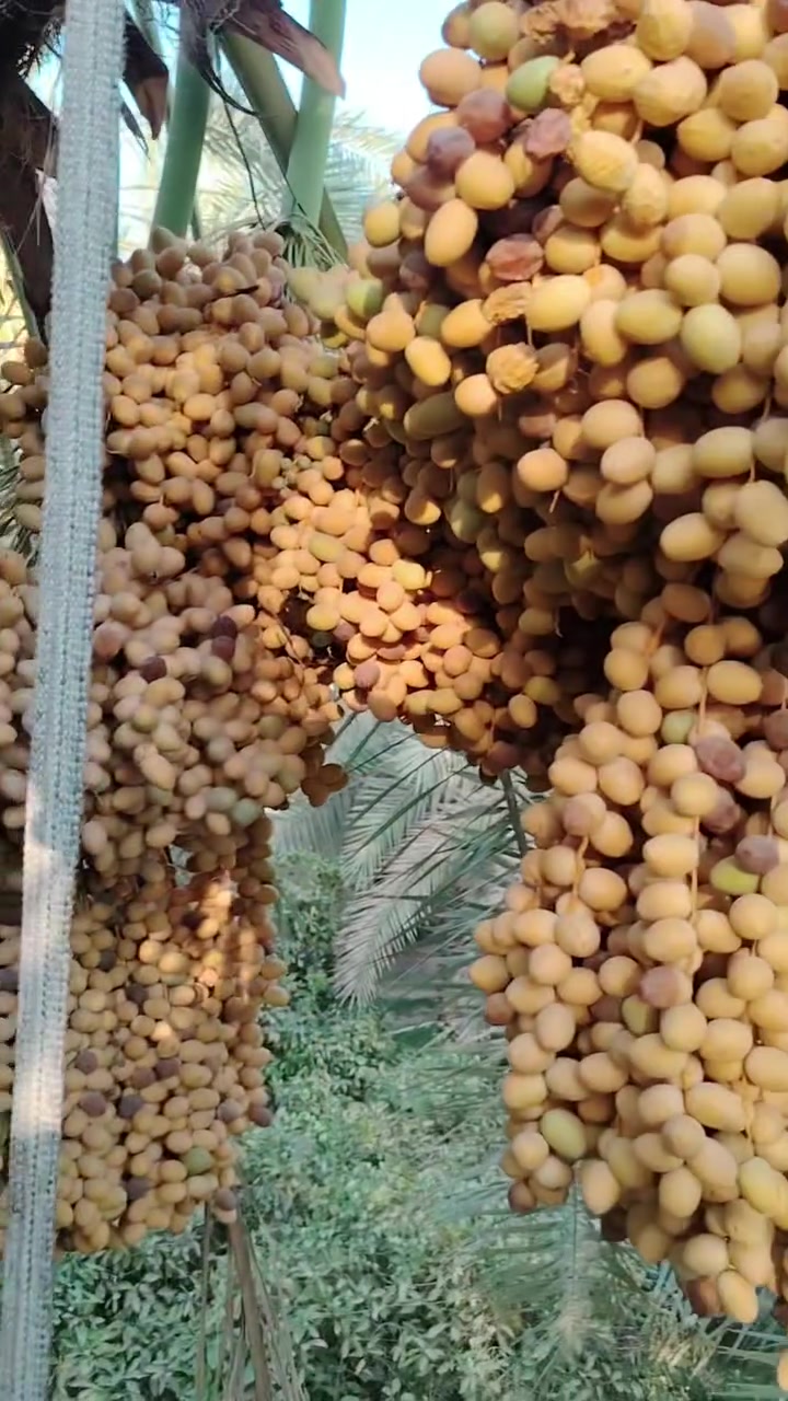 الراغب بالشراء ***********
