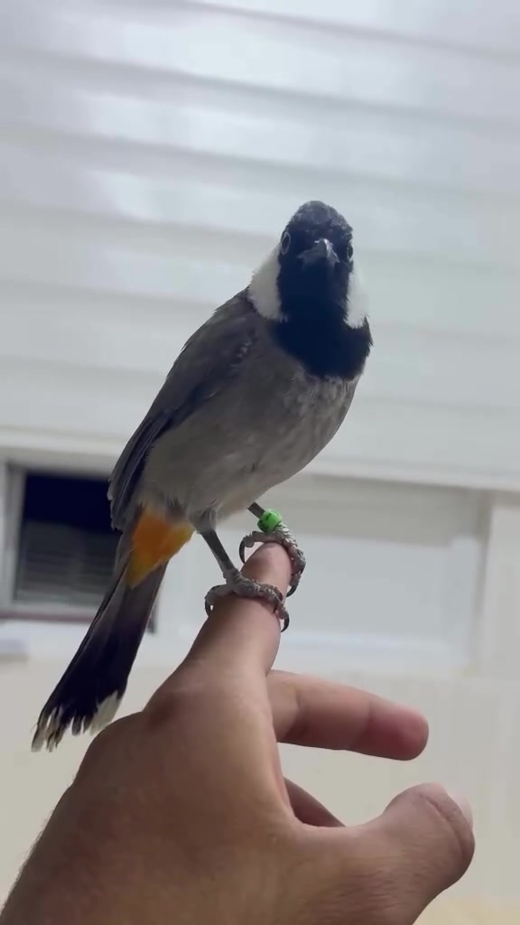 ماشالله تبارك الله بلبلي فول فول به رده سته فول په رواز به شه رتي ئه وه ي ده ستت ليكاته وه فول فول مالي بانگي بكه ي دي بولات سه وتي خوش خوش ده گوريت فول فوله پيويست به وه سف ناكا ماله كه خوي دياره كي ويستي تيل بكا  ***********
