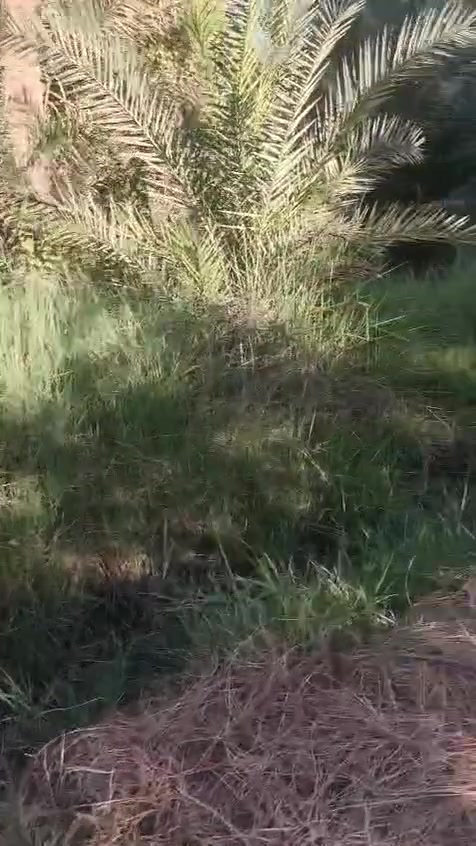سلام عليكم
دونم البيع ڪربلاء 📍📍
التفاصيل داخل الفيدو 
الاستفسار ***********
