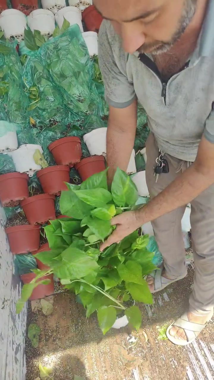 تجهيز مشاتل بابل بالنباتات الظلية🪴🌱 من مشتل خلدون الخفاجي 🚛🔥🔥🔥
العنوان: حلة حي الصحة شارع كورنيش
للتواصل ضرغام : ‏‪***********
