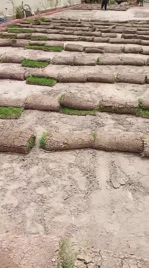 متابعينة الكرام يتوفر لدى مشتل التاجي  اجود انواع الزميج خاص للحدائق والمزراع درجه اولئ ونظيف  خالي من الاملاح والقصب/// للاستفسار والطلب *********** واتساب
