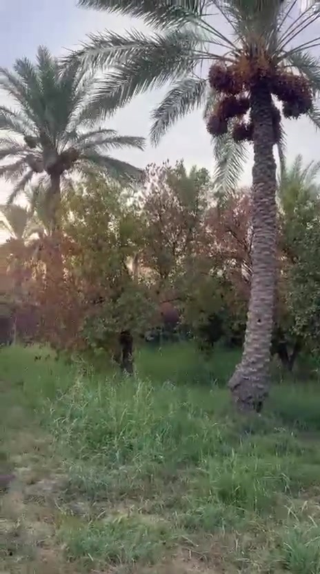السلام عليكم اخوان دونم في منطقه الراشديه بين قريه المراسمه والسوامره  نوع العقار ملك طابو سند 25 الوجه ٣٤ ونزال ٧٥ بستان مرتب ماء اساله ماء سقي بي استراحه بصيطه التفاصيل داخل الفيديو السعر ٢٥٥ وبي مجال  ويا صاحبه الاتصال على هذه الرقم ***********
