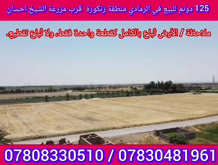 حياكم الله متابعينا الاعزاء 

فرصة استثمارية مميزة في مدينة الرمادي ⭐

نعلن لكم عن 125 دونم للبيع في منطقة زنكورة
📍 واجهة مباشرة على الشارع وموقع مناسب للاستثمار وقريب من الطرق الرئيسية.

🔹 جنس العقار: طابو زراعي – تنازل مباشر

🔹 المساحة: 125 دونم ، قرب مزرعة الشيخ احسان 

🔹 السعر: 20 مليون للدونم الواحد وقابل للتفاوض.

للمزيد من التفاصيل الاتصال على الرقم الضاهر على شاشة .

أو زيارة مكتبنا:
مكتب شمس الرافدين للعقار
طريق الثرثار – قرب الطاحونة.

لا تفوت فرصة الاستثمار بهذا الموقع المميز.

نستقبل من حضراتكم كافة العروض العقارية.

رضاكم هو أهم أهدافنا التي نتطلع لها دائماً.
