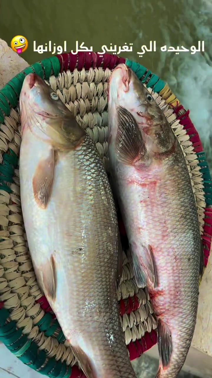 🐟🟢يوم الجمعه يم الصياد غير🐠🚀🟢
ببركة الصلاة على محمد متوفر عدنا
سمك حي ٥،٥٠٠
سمك شوي ٦،٥٠٠
متوفر كطان 
🔴اساس عملنا المصداقيه والنضافه🔴

دجاج حي عالوزن الكيلو ب٣،٥٠٠ 

دجاج شوي متبل ام كيلو ب٨

لا تفوت الفرصه ✌🏻

دجاج مقطع🟢

كيلو افخاذ ٤،٥٠٠

كيلو صدر دجاج ٥،٠٠

اجنحه ٣،٥٠٠

كبده مع الحواصل٣،٥٠٠

رقبة دجاج ١ كيلو بالف

كوت الشهداء قرب معمل الاوكسجين مجاور جامع الامام محمد الباقر 🛵

يوجد لدينا توصيل كافة مناطق الكوت☎️

*********** اثير اتصال وواتساب
*********** اسيا اتصال وواتساب
