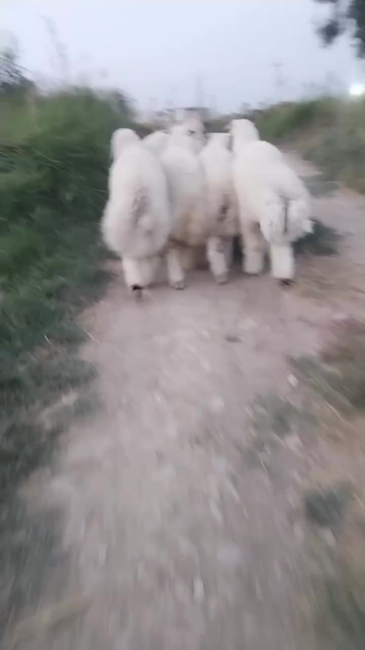 طليان • ديالي كنعان