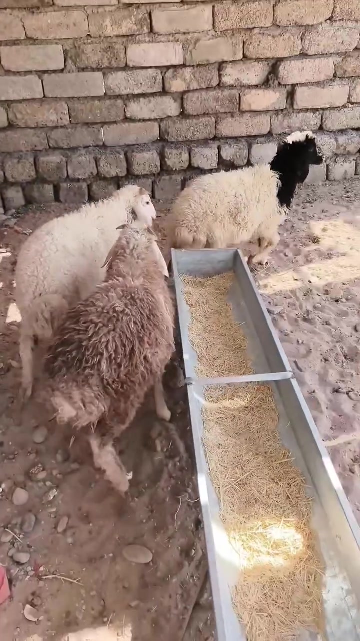 فطايم ٢ • خاروف ١ • مجموعة فقط