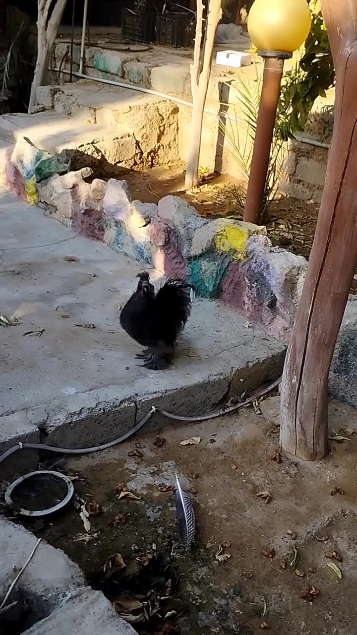 ديج كوجن ابو الشعر 6 أصابع سعره 25 الف ***********
