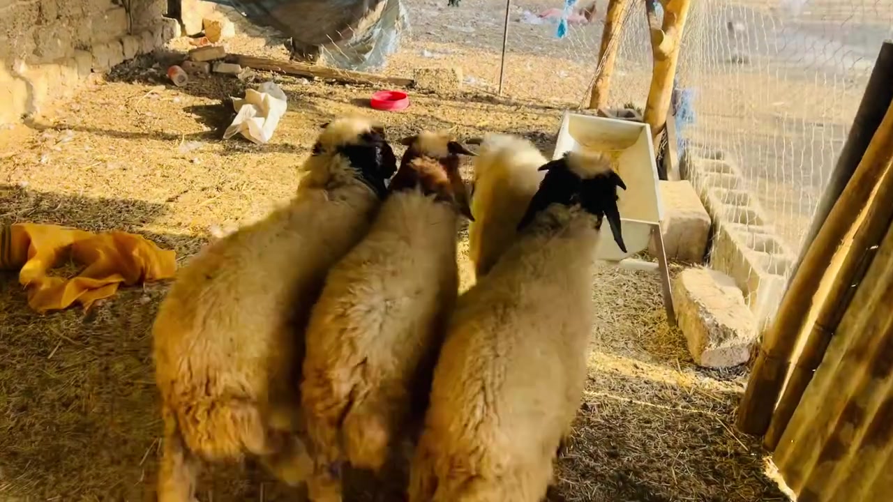 ٤ طليان • شرط النصاحه • العلم سمره