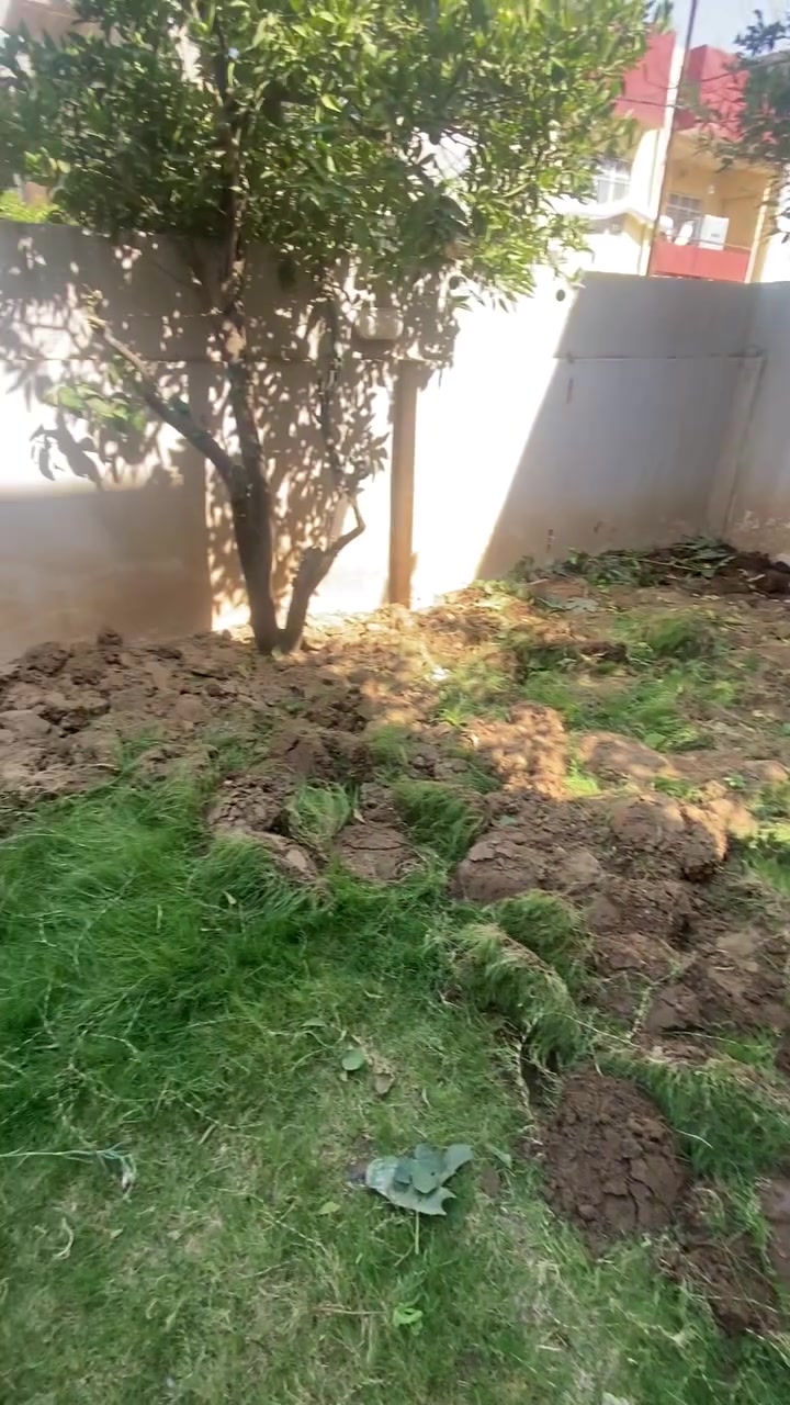 مستعدون لترتيب وتقليم وقص الاشجار   وزراعه الثيل ومعالجه كافه أنواع الزراعه وعمل الشتايكر و وديكورات الحدائق   في جميع احياء الموصل لاتصال (التميز للحدائق)/***********+واتساب
