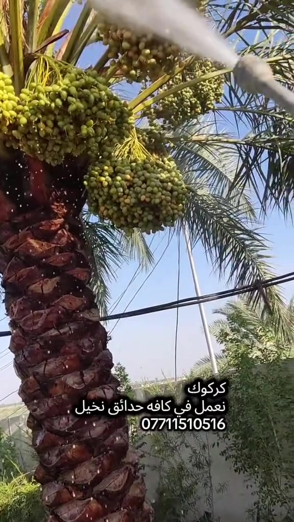 🌴 من كركوك نبدأ… ومع النخيل ننجح
نعمل في النخيل والزراعة ونقدم خبرة عملية لتطوير الإنتاج 🌱 للتواصل:***********
إذا تريد إنتاج أفضل ونخيل أقوى، تابعنا وتعلم أسرار الزراعة الصحيحة 💪
💡 خبرة… جودة… عطاء
📍 كركوك
#كركوك
